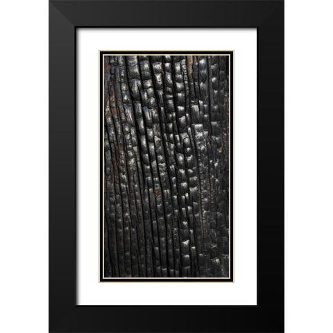 Texas, Guadalupe Mountains NP Burnt tree trunk Black Modern Wood Framed Art Print with Double Matting by Paulson, Don