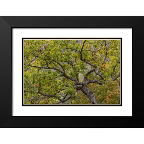 Texas, Guadalupe Mountains NP Scenic of oak tree Black Modern Wood Framed Art Print with Double Matting by Paulson, Don