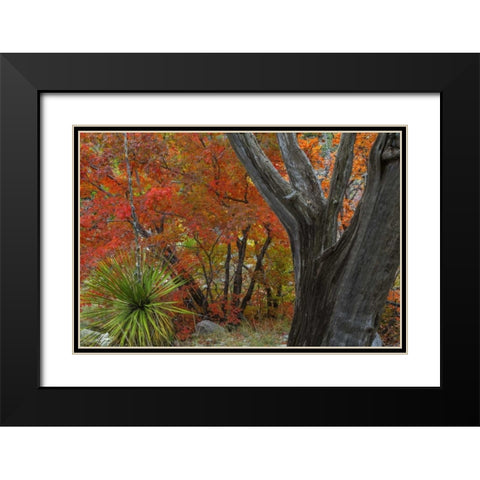 TX, Guadalupe Mts NP Bigtooth maple and juniper Black Modern Wood Framed Art Print with Double Matting by Paulson, Don