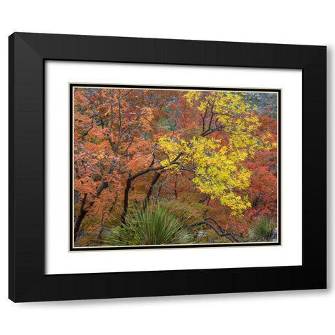 TX, Guadalupe Mts NP Bigtooth maples in fall Black Modern Wood Framed Art Print with Double Matting by Paulson, Don