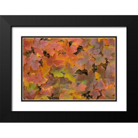 TX, Guadalupe Mts NP Bigtooth maple in autumn Black Modern Wood Framed Art Print with Double Matting by Paulson, Don