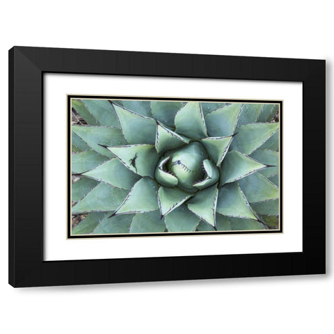 Texas, Guadalupe Mountain New Mexico agave plant Black Modern Wood Framed Art Print with Double Matting by Paulson, Don