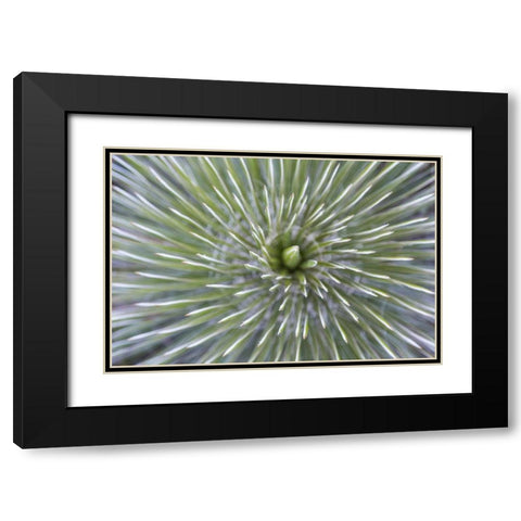 TX, Guadalupe Mountains NP Soap tree yucca plant Black Modern Wood Framed Art Print with Double Matting by Paulson, Don
