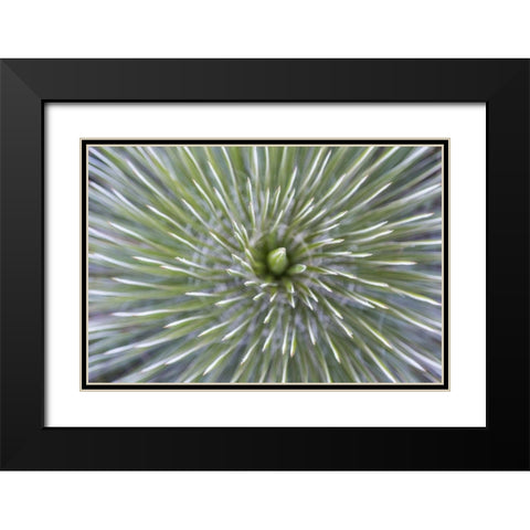 TX, Guadalupe Mountains NP Soap tree yucca plant Black Modern Wood Framed Art Print with Double Matting by Paulson, Don