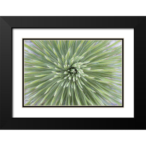 Texas, Guadalupe Mountains Soap tree yucca plant Black Modern Wood Framed Art Print with Double Matting by Paulson, Don