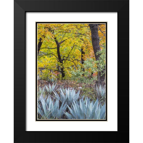 Texas, Guadalupe Mountains NP McKittrick Canyon Black Modern Wood Framed Art Print with Double Matting by Paulson, Don