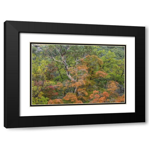 Texas, Guadalupe Mountains NP McKittrick Canyon Black Modern Wood Framed Art Print with Double Matting by Paulson, Don
