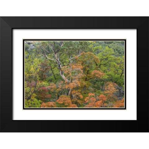 Texas, Guadalupe Mountains NP McKittrick Canyon Black Modern Wood Framed Art Print with Double Matting by Paulson, Don