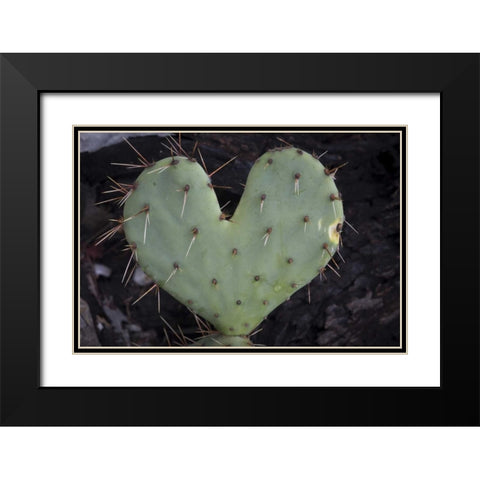 TX, Guadalupe Mountains NP Prickly-pear cactus Black Modern Wood Framed Art Print with Double Matting by Paulson, Don