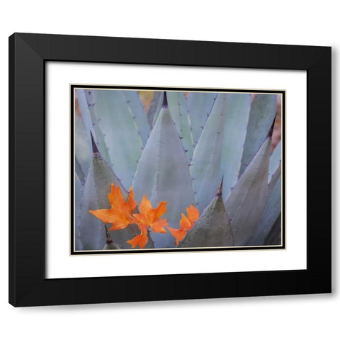 TX, Guadalupe Mts NP Bigtooth maple leaves Black Modern Wood Framed Art Print with Double Matting by Paulson, Don