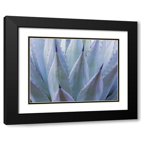 TX, Guadalupe Mts NP New Mexican agave plant Black Modern Wood Framed Art Print with Double Matting by Paulson, Don