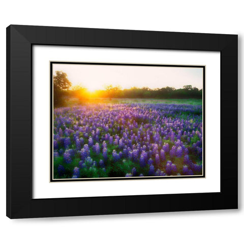 Texas-Llano County Sunrise abstract of field of bluebonnets Black Modern Wood Framed Art Print with Double Matting by Jaynes Gallery