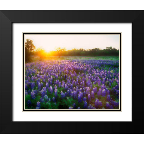 Texas-Llano County Sunrise abstract of field of bluebonnets Black Modern Wood Framed Art Print with Double Matting by Jaynes Gallery