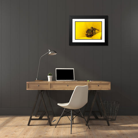 Texas-McMullen County Jumping spider inside prickly pear cactus blossom Black Modern Wood Framed Art Print with Double Matting by Jaynes Gallery