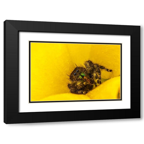 Texas-McMullen County Jumping spider inside prickly pear cactus blossom Black Modern Wood Framed Art Print with Double Matting by Jaynes Gallery