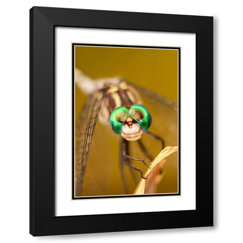 Texas-McMullen County Close-up of dragonfly Black Modern Wood Framed Art Print with Double Matting by Jaynes Gallery