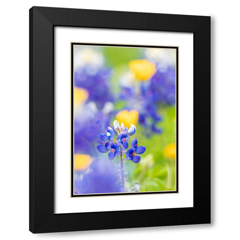 Johnson City-Texas-USA-Bluebonnet wildflowers in the Texas Hill Country Black Modern Wood Framed Art Print with Double Matting by Wilson, Emily M.