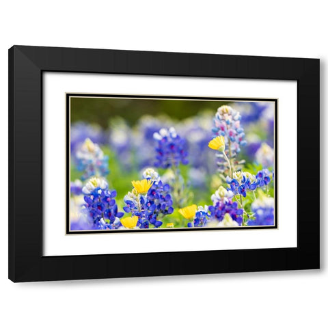 Johnson City-Texas-USA-Bluebonnet wildflowers in the Texas Hill Country Black Modern Wood Framed Art Print with Double Matting by Wilson, Emily M.
