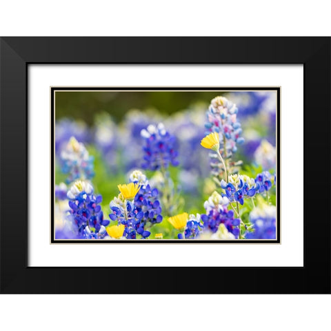 Johnson City-Texas-USA-Bluebonnet wildflowers in the Texas Hill Country Black Modern Wood Framed Art Print with Double Matting by Wilson, Emily M.