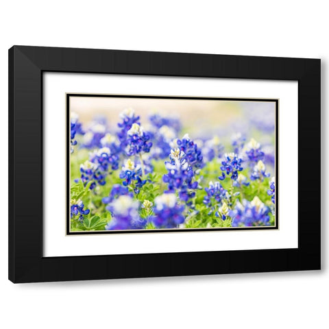 Johnson City-Texas-USA-Bluebonnet wildflowers in the Texas Hill Country Black Modern Wood Framed Art Print with Double Matting by Wilson, Emily M.