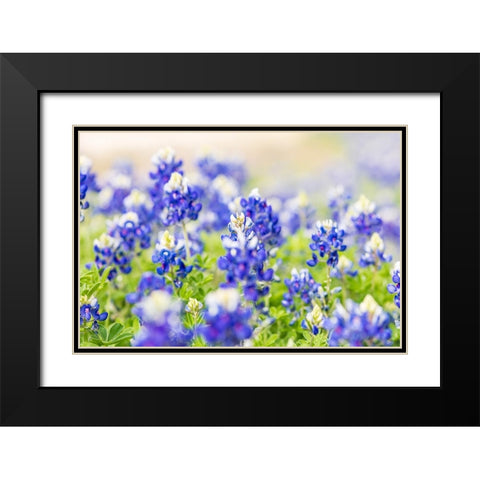 Johnson City-Texas-USA-Bluebonnet wildflowers in the Texas Hill Country Black Modern Wood Framed Art Print with Double Matting by Wilson, Emily M.