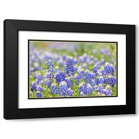 Johnson City-Texas-USA-Bluebonnet wildflowers in the Texas Hill Country Black Modern Wood Framed Art Print with Double Matting by Wilson, Emily M.