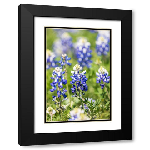 Johnson City-Texas-USA-Bluebonnet wildflowers in the Texas Hill Country Black Modern Wood Framed Art Print with Double Matting by Wilson, Emily M.