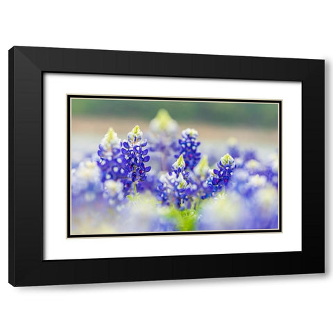Spicewood-Texas-USA-Bluebonnet wildflowers in the Texas Hill Country Black Modern Wood Framed Art Print with Double Matting by Wilson, Emily M.
