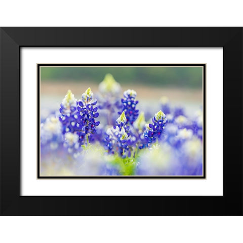 Spicewood-Texas-USA-Bluebonnet wildflowers in the Texas Hill Country Black Modern Wood Framed Art Print with Double Matting by Wilson, Emily M.