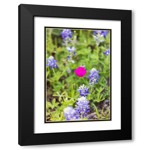 Llano-Texas-USA-Bluebonnet and Winecup wildflowers in the Texas Hill Country Black Modern Wood Framed Art Print with Double Matting by Wilson, Emily M.