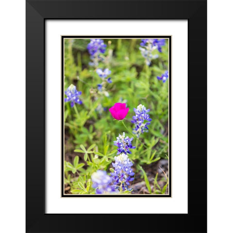 Llano-Texas-USA-Bluebonnet and Winecup wildflowers in the Texas Hill Country Black Modern Wood Framed Art Print with Double Matting by Wilson, Emily M.