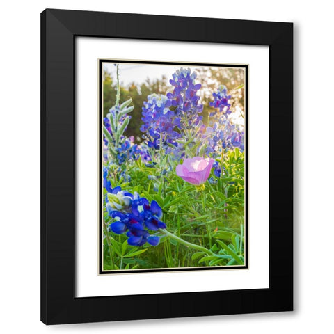 Lampasas-Texas-USA-Pink Evening Primrose and Bluebonnet wildflowers in the Texas Hill Country Black Modern Wood Framed Art Print with Double Matting by Wilson, Emily M.