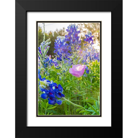 Lampasas-Texas-USA-Pink Evening Primrose and Bluebonnet wildflowers in the Texas Hill Country Black Modern Wood Framed Art Print with Double Matting by Wilson, Emily M.