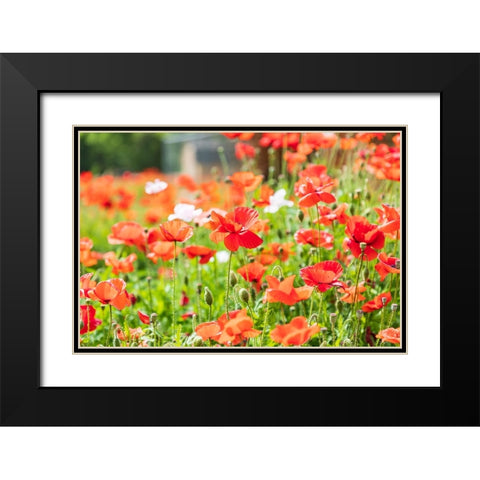 Castroville-Texas-USA-Wild poppies in the Texas Hill Country Black Modern Wood Framed Art Print with Double Matting by Wilson, Emily M.
