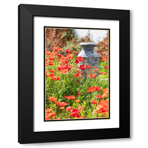 Castroville-Texas-USA-Old milk jug in poppies in the Texas Hill Country Black Modern Wood Framed Art Print with Double Matting by Wilson, Emily M.