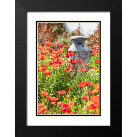 Castroville-Texas-USA-Old milk jug in poppies in the Texas Hill Country Black Modern Wood Framed Art Print with Double Matting by Wilson, Emily M.