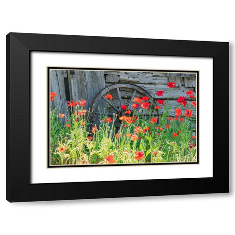 Castroville-Texas-USA-Poppies and historic buildings in the Texas Hill Country Black Modern Wood Framed Art Print with Double Matting by Wilson, Emily M.