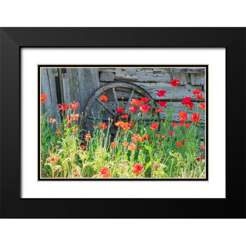Castroville-Texas-USA-Poppies and historic buildings in the Texas Hill Country Black Modern Wood Framed Art Print with Double Matting by Wilson, Emily M.