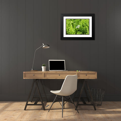 Castroville-Texas-USA-Ferns in the Texas Hill Country Black Modern Wood Framed Art Print with Double Matting by Wilson, Emily M.