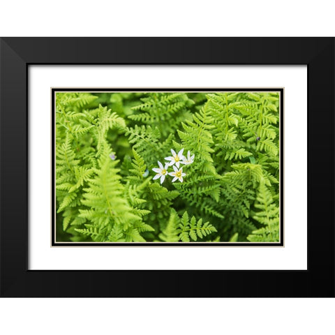 Castroville-Texas-USA-Ferns in the Texas Hill Country Black Modern Wood Framed Art Print with Double Matting by Wilson, Emily M.