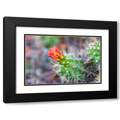 Castroville-Texas-USA-Prickly pear flower in the Texas Hill Country Black Modern Wood Framed Art Print with Double Matting by Wilson, Emily M.