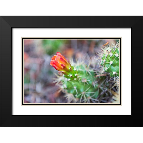 Castroville-Texas-USA-Prickly pear flower in the Texas Hill Country Black Modern Wood Framed Art Print with Double Matting by Wilson, Emily M.