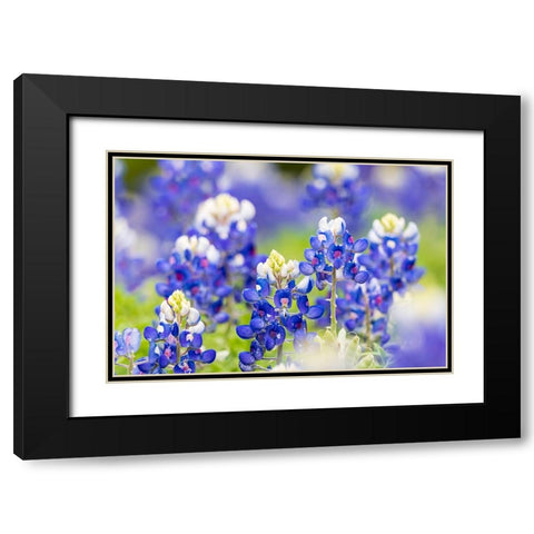 Johnson City-Texas-USA-Bluebonnet wildflowers in the Texas Hill Country Black Modern Wood Framed Art Print with Double Matting by Wilson, Emily M.