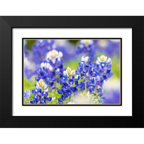 Johnson City-Texas-USA-Bluebonnet wildflowers in the Texas Hill Country Black Modern Wood Framed Art Print with Double Matting by Wilson, Emily M.