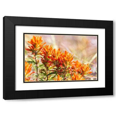 Johnson City-Texas-USA-Indian Paintbrush wildflowers in the Texas Hill Country Black Modern Wood Framed Art Print with Double Matting by Wilson, Emily M.
