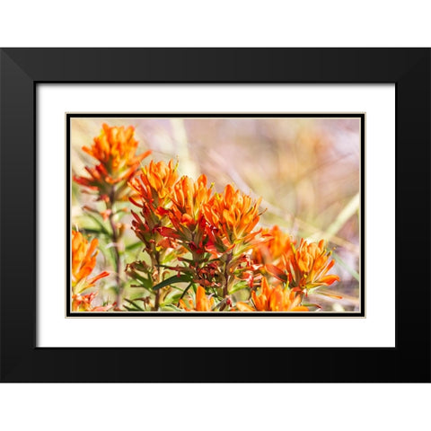 Johnson City-Texas-USA-Indian Paintbrush wildflowers in the Texas Hill Country Black Modern Wood Framed Art Print with Double Matting by Wilson, Emily M.