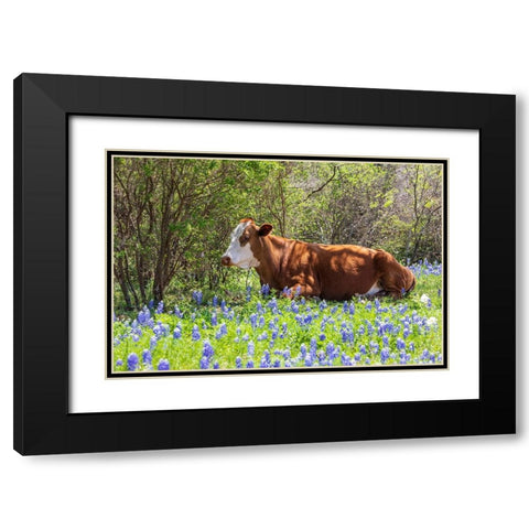 Johnson City-Texas-USA-Cow in bluebonnet wildflowers in the Texas Hill Country Black Modern Wood Framed Art Print with Double Matting by Wilson, Emily M.