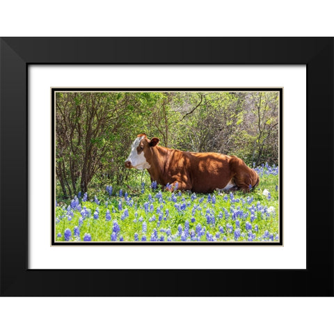 Johnson City-Texas-USA-Cow in bluebonnet wildflowers in the Texas Hill Country Black Modern Wood Framed Art Print with Double Matting by Wilson, Emily M.