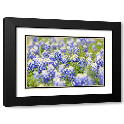 Johnson City-Texas-USA-Bluebonnet wildflowers in the Texas Hill Country Black Modern Wood Framed Art Print with Double Matting by Wilson, Emily M.