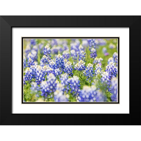 Johnson City-Texas-USA-Bluebonnet wildflowers in the Texas Hill Country Black Modern Wood Framed Art Print with Double Matting by Wilson, Emily M.